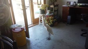Egret in Broad Channel home, summer 2014.