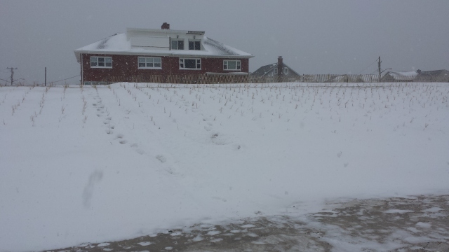 Belle Harbor dunes after snowstorm of 1/27/15.   